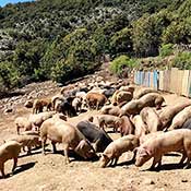 Saucisse fermière ± 500 g / garantie 100% élevage cochons Corses