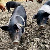 Figatellu fermier env 300 g garantie 100% élevage cochons Corses