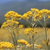 Huile Essentielle Immortelle de Corse BIO Domaine Amuredda  